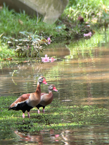 Black-bellied Whistling-Duck