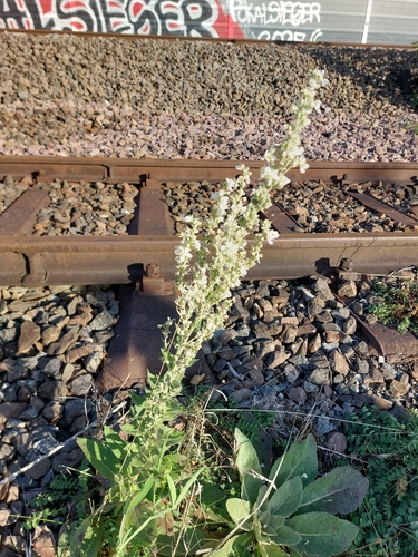 White Mullein