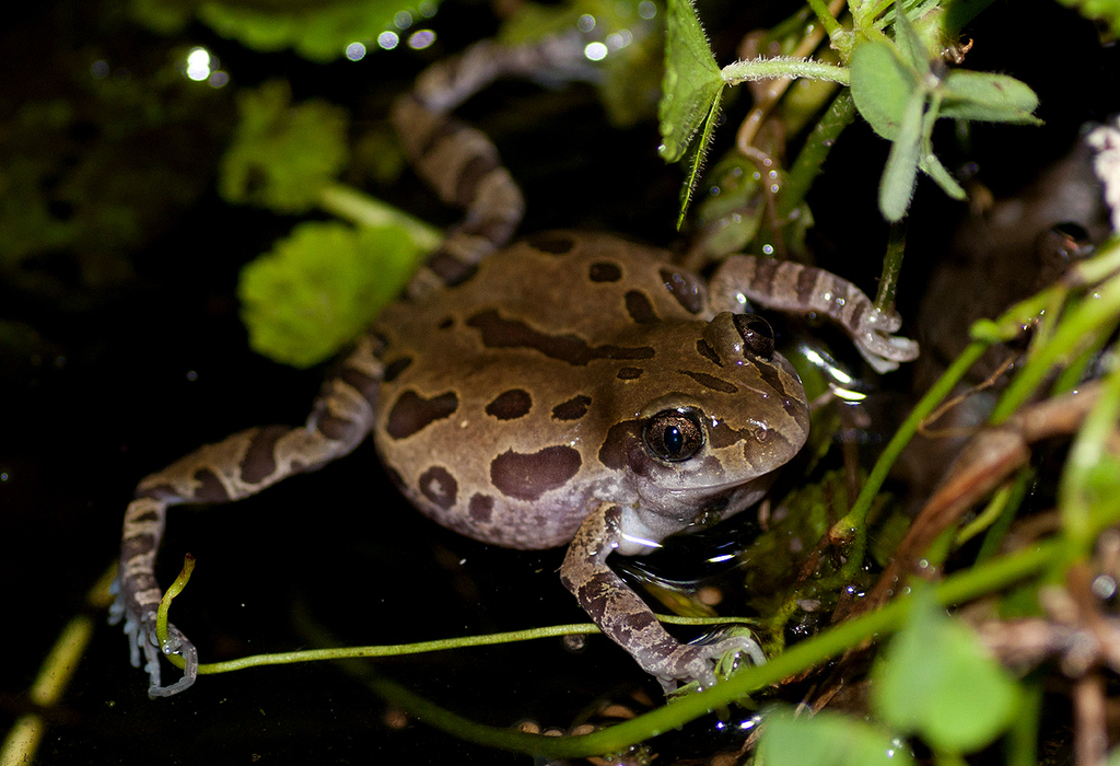 Running Frogs