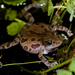 Running Frogs - Photo (c) Bart Wursten, some rights reserved (CC BY-NC)