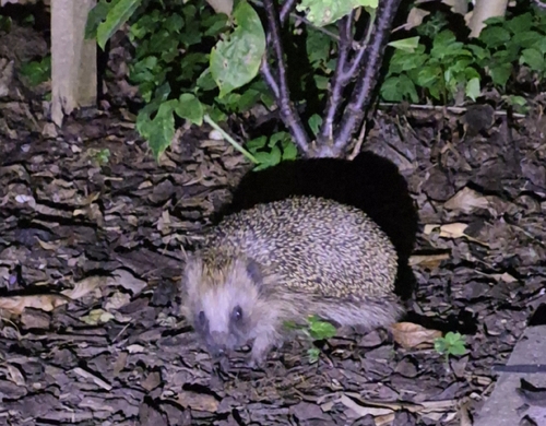 Common Hedgehog