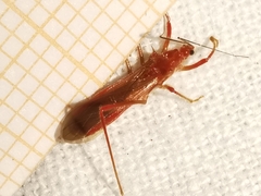 Polytoxus sanguineus