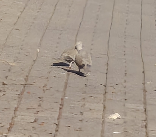 Eurasian Collared-Dove