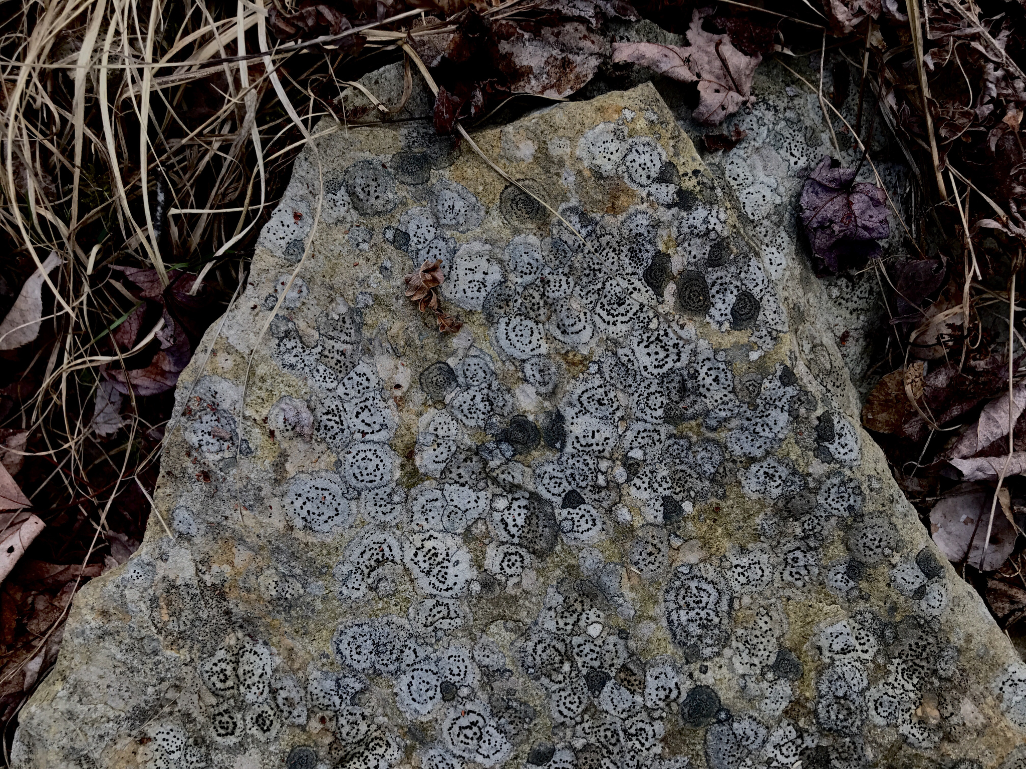 Porpidiaceae image