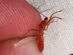 Polytoxus sanguineus