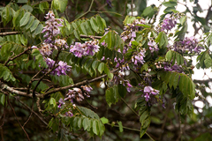 Millettia