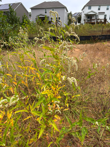 pale smartweed
