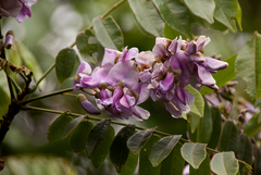 Millettia