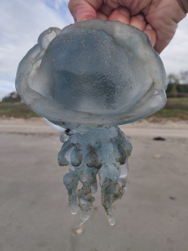 Dustbin-lid Jelly