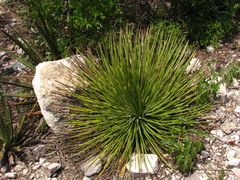 Agave striata