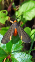 Dahana atripennis