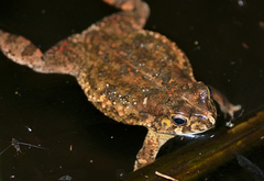 Sclerophrys gutturalis