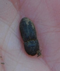 Agrypnus rectangularis