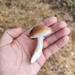 Söğüt Mantarı (Cyclocybe cylindracea)