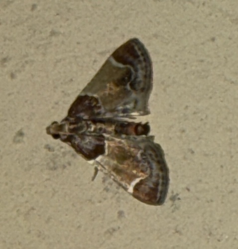 Meal moth