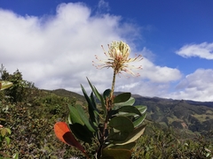 Oreocallis grandiflora
