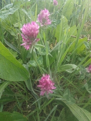 Trifolium pratense
