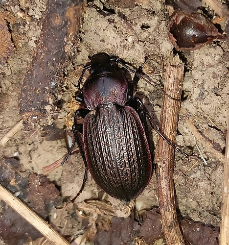 Carabus morbillosus