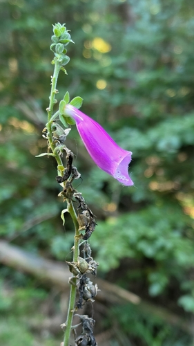 purple foxglove