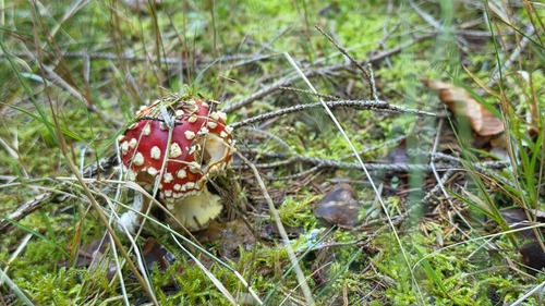 Fly Agaric