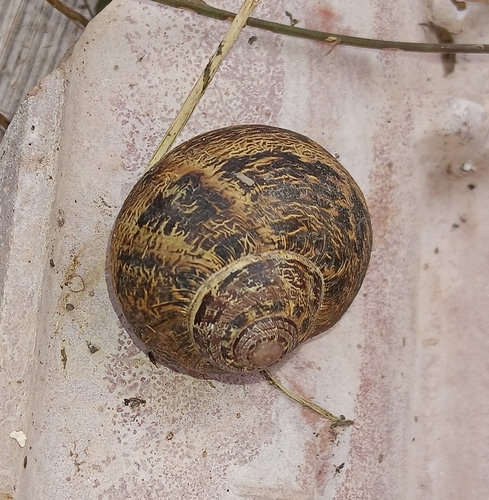 Garden Snail