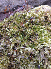 Entodon cladorrhizans