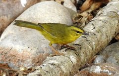 Myiothlypis bivittata