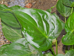 Alocasia cucullata