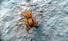 Menemerus bivittatus