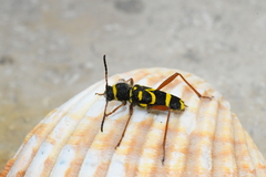 Clytus arietis