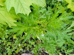 Artemisia vulgaris