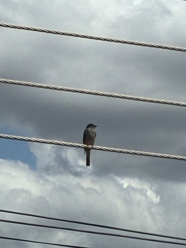 Crowned Slaty Flycatcher