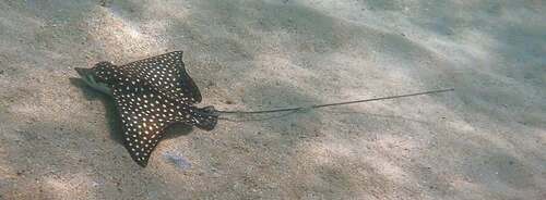 Pacific Eagle Ray (Aetobatus laticeps)