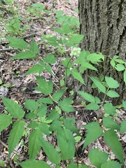 Actaea pachypoda