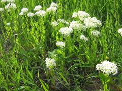 Lepidium draba