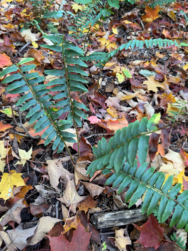 Christmas fern