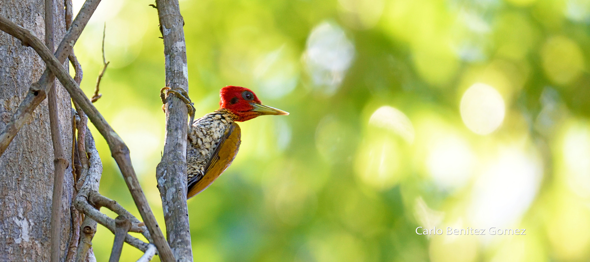 Red-headed Flameback illustration