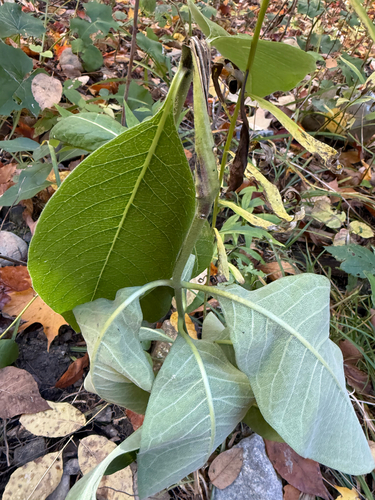 common milkweed