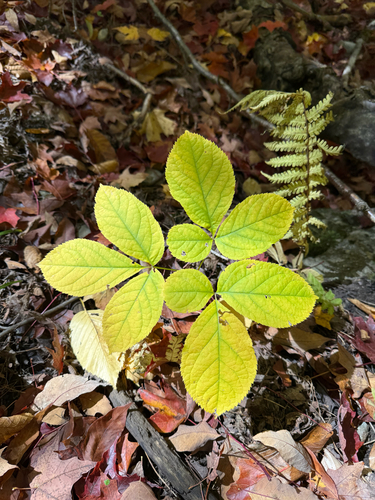 wild sarsaparilla