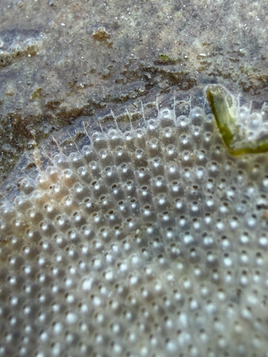 Schizoporella unicornis observed 2026-10-03