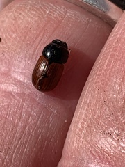 Aphodius pedellus