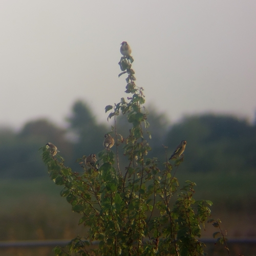 European Goldfinch