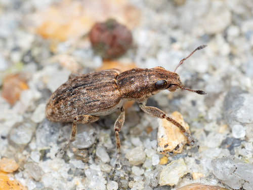 Clover root weevil