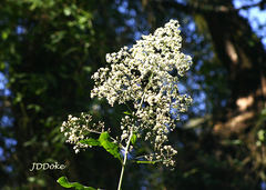 Dendrophorbium peregrinum
