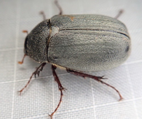 Phyllophaga micans