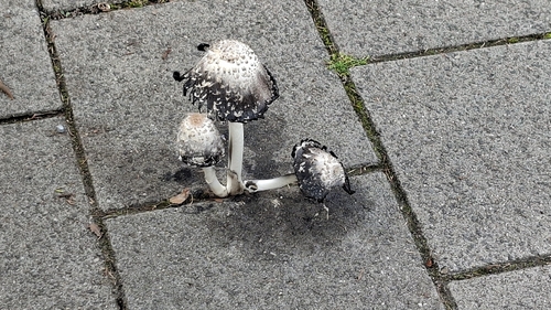 Shaggy Mane