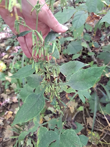 tall rattlesnake root
