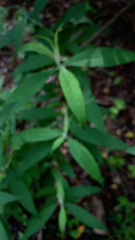 Silene stellata