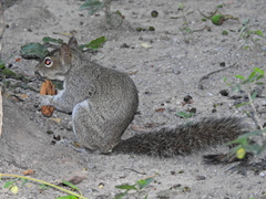 Sciurus alleni