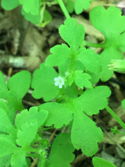 Nemophila